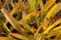 Bromeliads are plants that belong to the Bromeliaceae family Royalty Free Stock Photo