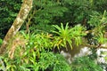 Bromeliads on tree Royalty Free Stock Photo