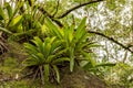 Bromeliads at tree trunk from Brazilian rainforest Royalty Free Stock Photo