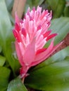 bromeliads or vriesea flowers, will make your garden more beautiful