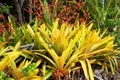 Bromeliads with yellowish green leaves and red flowers.