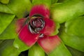 A detailed view from above of a wet bromeliad.