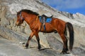 Bromo Horse Royalty Free Stock Photo