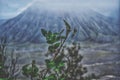Bromo mountains of morning. Royalty Free Stock Photo
