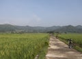 The Brompton green edition bike in paddy field around Pronosutan, Kulonprogo.