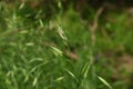 Bromus catharticus