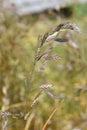 Bromus catharticus