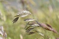 Bromus catharticus