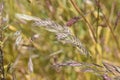 Bromus catharticus