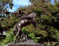 Bronc riding Texas cowboy Royalty Free Stock Photo