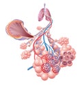 Anatomy of healthy lungs, bronchi, alveoli
