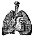 Bronchia and Veins of the Lungs, vintage illustration Royalty Free Stock Photo