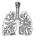The Bronchia, vintage illustration Royalty Free Stock Photo