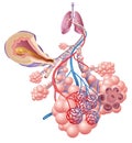 Illustration showing the inflamation of the bronchus causing asthma Royalty Free Stock Photo