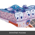 Bronchial Mucosa Scheme Royalty Free Stock Photo