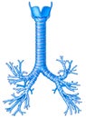 Bronchial tree of human body