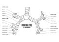 Bronchial Tree left main bronchus human anatomy