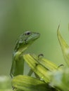 Bronchocela cristatella - Borneo Lizard Royalty Free Stock Photo