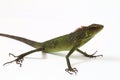 Bronchocela jubata, commonly known as the maned forest lizard, is a species of agamid lizard found mainly in Indonesia on
