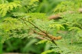 Bronchocela jubata Reptiles or the maned forest lizard