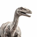 a brontosaurus, Diplodocidae, Jurassic Royalty Free Stock Photo