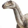 a brontosaurus, Diplodocidae, Jurassic Royalty Free Stock Photo