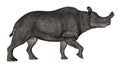 Brontotherium or megacerops dinosaur walking - 3D