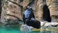 Bronx zoo male seals enjoying the sun