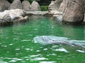 Bronx Zoo Sea Lion Pool 2 Royalty Free Stock Photo