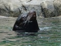 Bronx Zoo Sea Lion Pool 9 Royalty Free Stock Photo