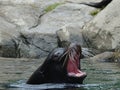 Bronx Zoo Sea Lion Pool 10