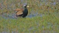 Bronz wingd jacana, bird, natural, nature