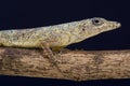 Bronze anole / Anolis aeneus