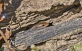 Bronze-back skink - Eutropis macularia hidden in rotten tree log Royalty Free Stock Photo