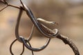 Bronze back tree snake , Dendrelaphis tristis, Satara, Maharashtra