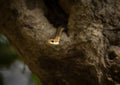 Bronze Backed Tree Snake