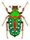 Bronze beetle insect vector image. Royalty Free Stock Photo