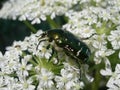 Bronze beetle on white flowers