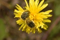 Bronze beetles, hairy or stinking beetles, or Oxythyrea, breakfast on dandelion nectar. Royalty Free Stock Photo