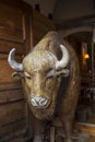 Bronze Bison at Cafe in Krakow Poland