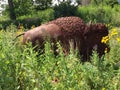 Bronze Bison Royalty Free Stock Photo