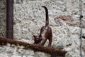 Bronze cat on a stone wall. Kotor Montenegro. Royalty Free Stock Photo