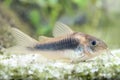 Bronze corydoras, Corydoras aeneus, tropical freshwater fish in the aquarium