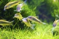 Bronze corydoras,Corydoras aeneus Royalty Free Stock Photo