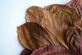 Bronze dried leaves herbarium Royalty Free Stock Photo