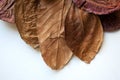 Bronze dry leaves composition on white background Royalty Free Stock Photo