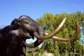 Bronze elephant head sculpture