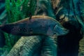 The bronze featherback fish or Notopterus chitala in freshwater tank