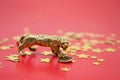 A bronze figure of a tiger with coin - symbol of the Chinese new year 2022 on a red background, gold stars, copy space. Wishes of