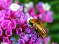 Bronze flower beetle Royalty Free Stock Photo